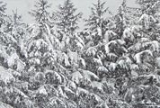 Vinterkledd granskog